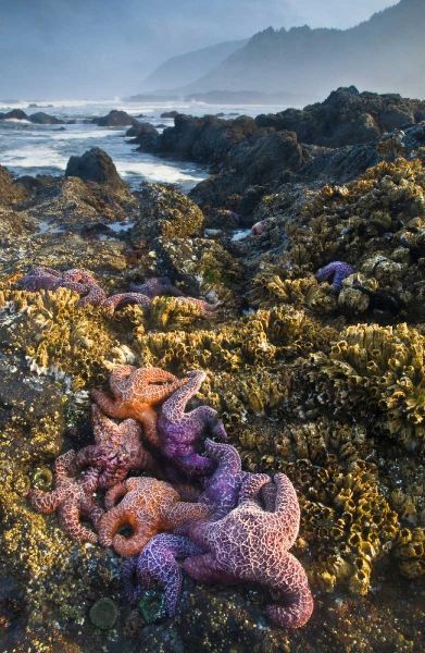 Oregon Starfish and sea stars at low tide